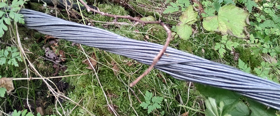 a wire cable in a woodland