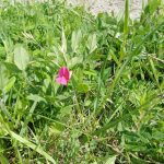 grass vetchling on wasteland